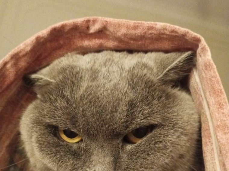 Wrapped in a blanket. The expression comes with it.