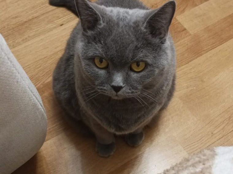 Sitting exactly between the kitchen and the bowl. Not a coincidence.