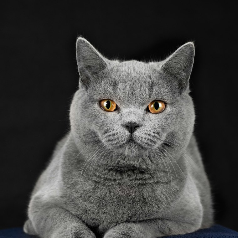 Felicia, British blue